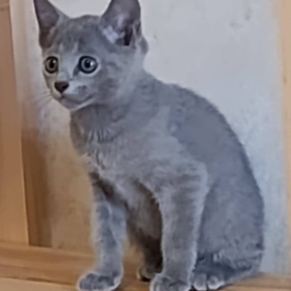 Russian Blue Devin