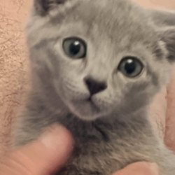 Russian Blue Julia