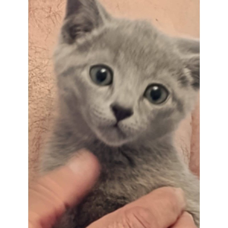 Russian Blue Julia