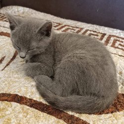 Russian Blue Julia