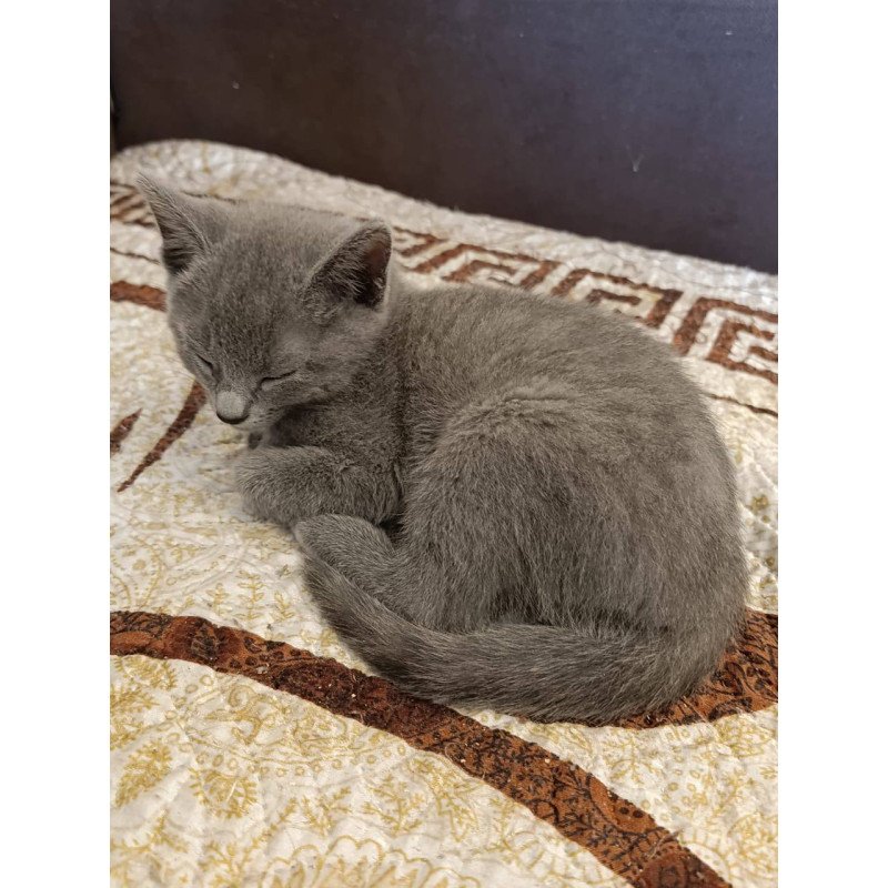 Russian Blue Julia