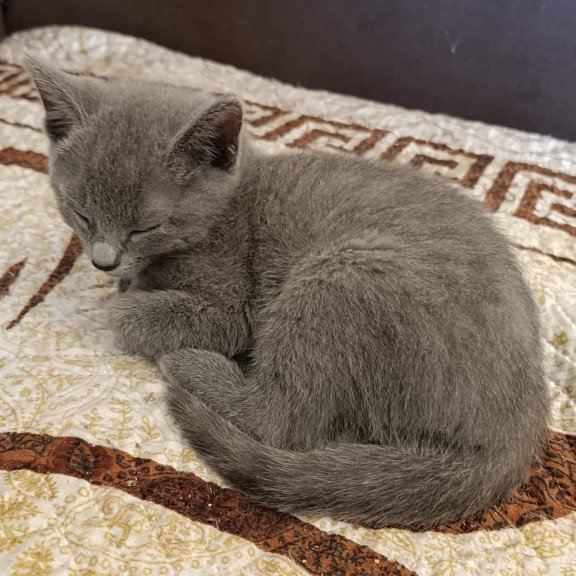 Russian Blue Julia