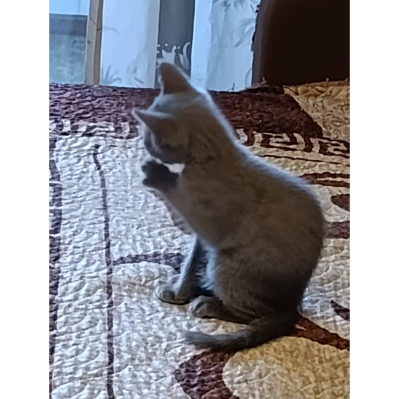 Russian Blue Julia