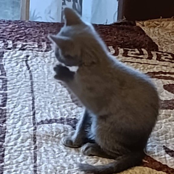 Russian Blue Julia