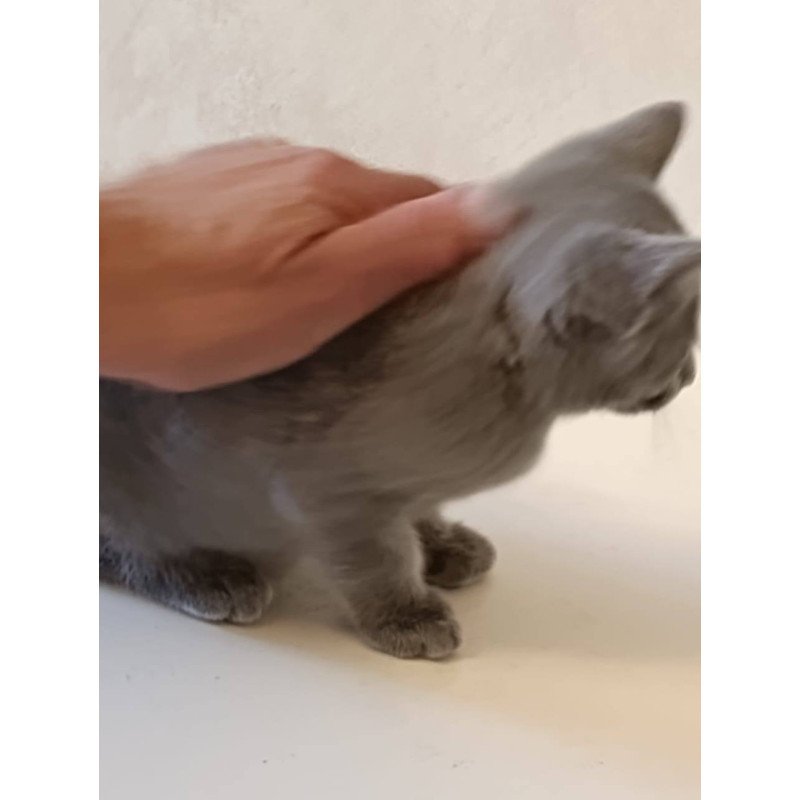 Russian Blue Julia