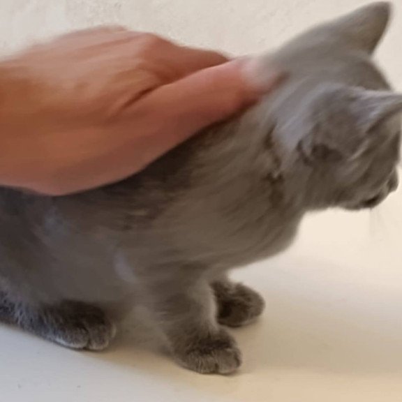 Russian Blue Julia