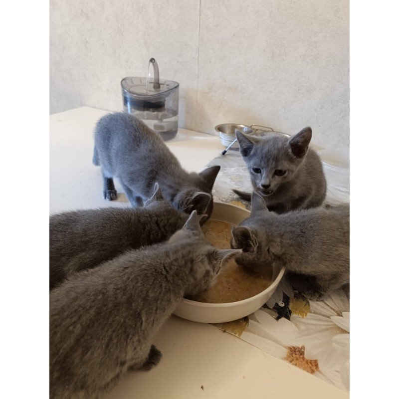 Russian Blue Julia