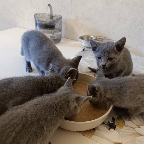 Russian Blue Julia