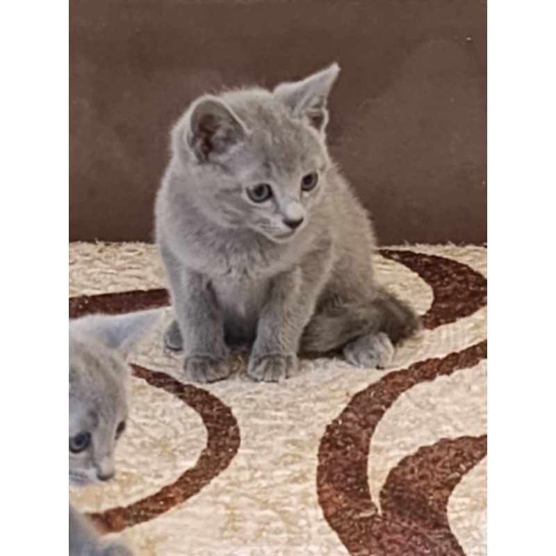Russian Blue Julia