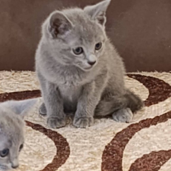 Russian Blue Julia