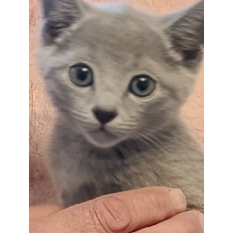 Russian Blue Dasha