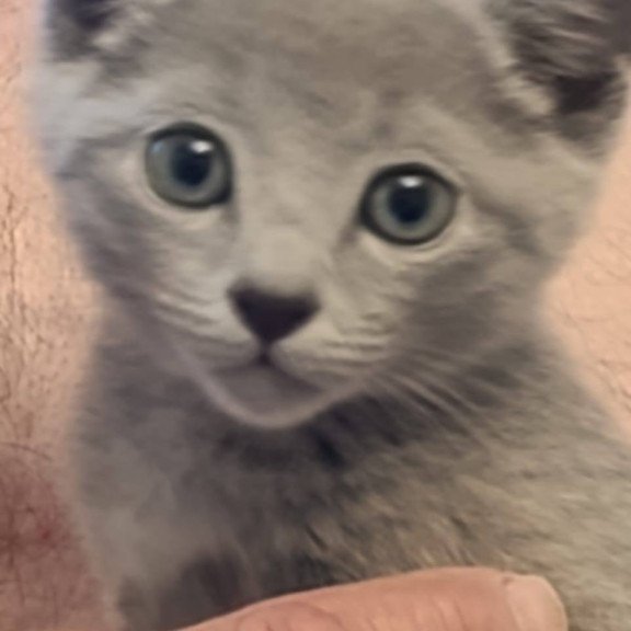 Russian Blue Dasha