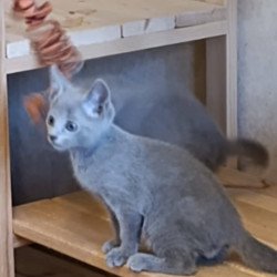 Russian Blue Dasha