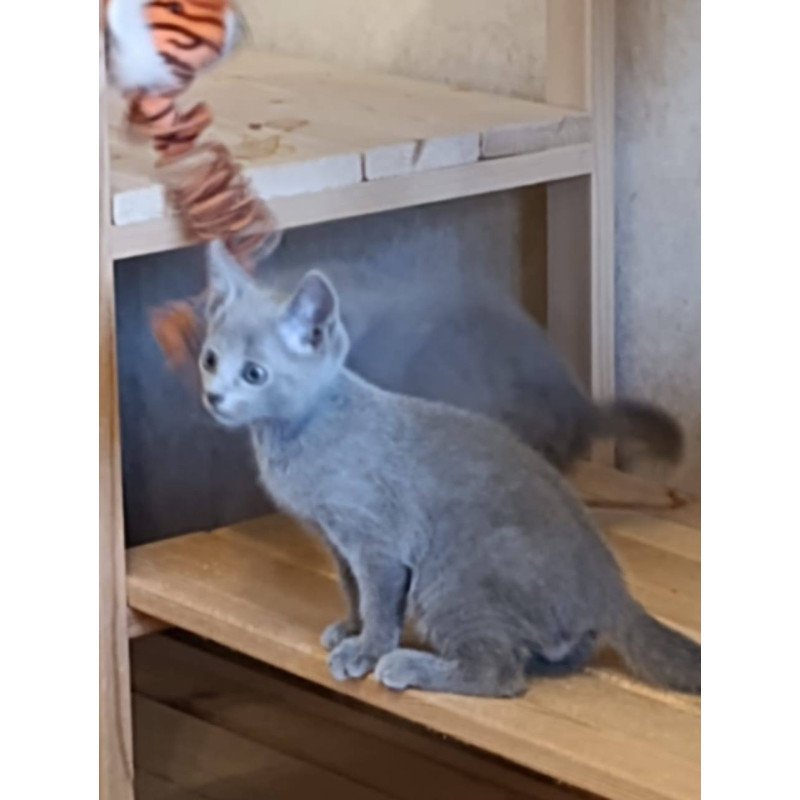 Russian Blue Dasha