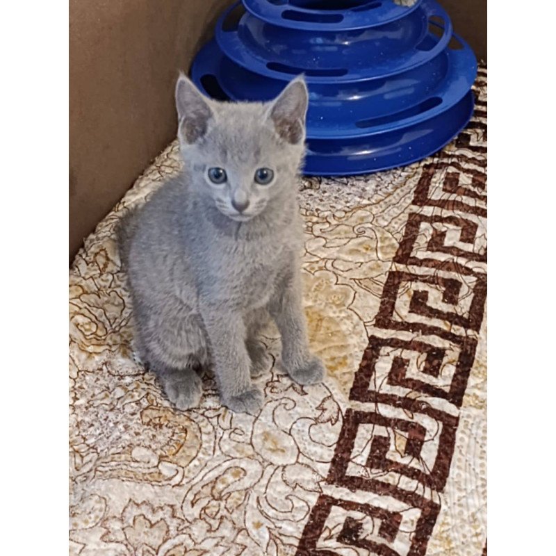 Russian Blue Dasha