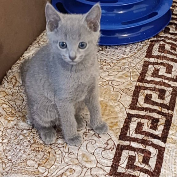 Russian Blue Dasha