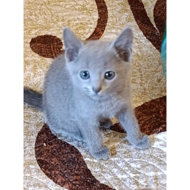 Russian Blue Dasha