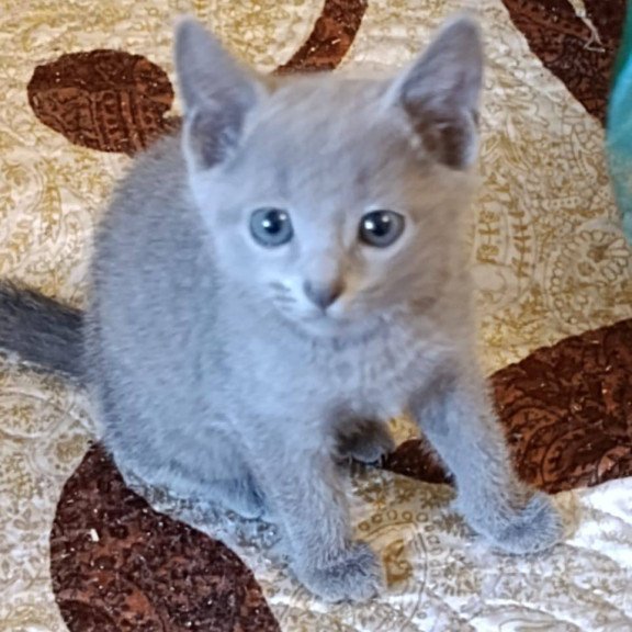 Russian Blue Dasha
