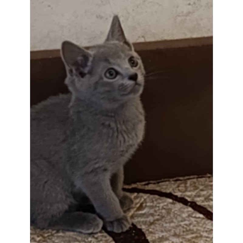 Russian Blue Dasha