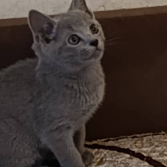 Russian Blue Dasha