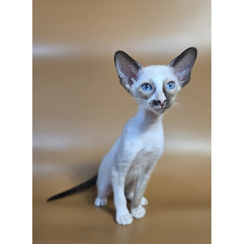 Siamese NOV Zelda