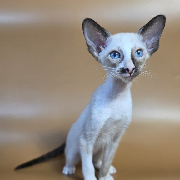 Siamese NOV Zelda