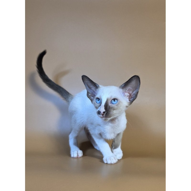 Siamese NOV Zelda