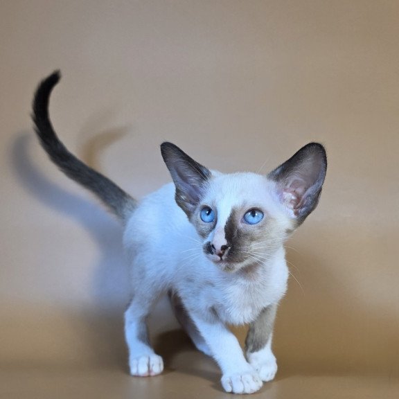 Siamese NOV Zelda