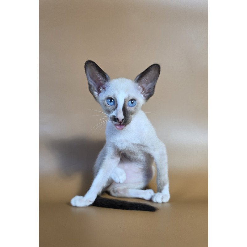 Siamese NOV Zelda