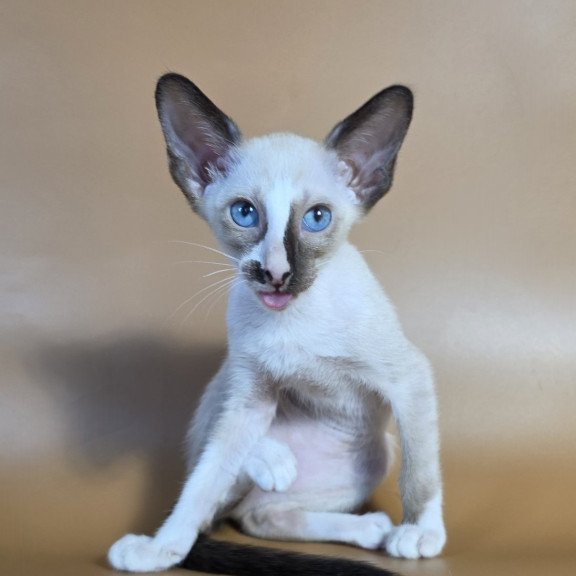 Siamese NOV Zelda