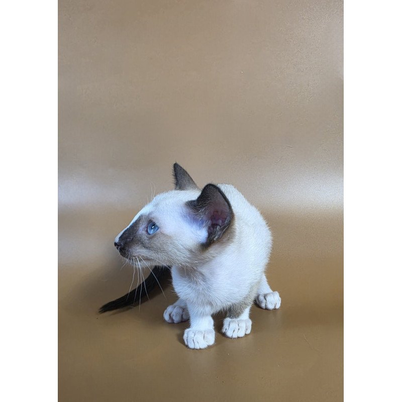Siamese NOV Zelda
