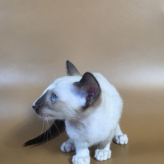 Siamese NOV Zelda