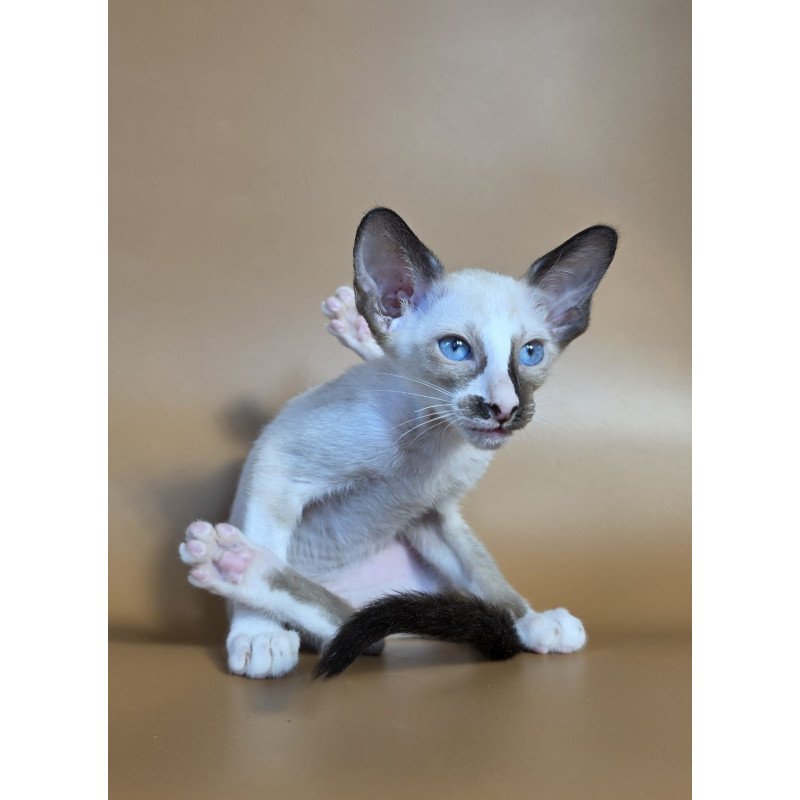 Siamese NOV Zelda