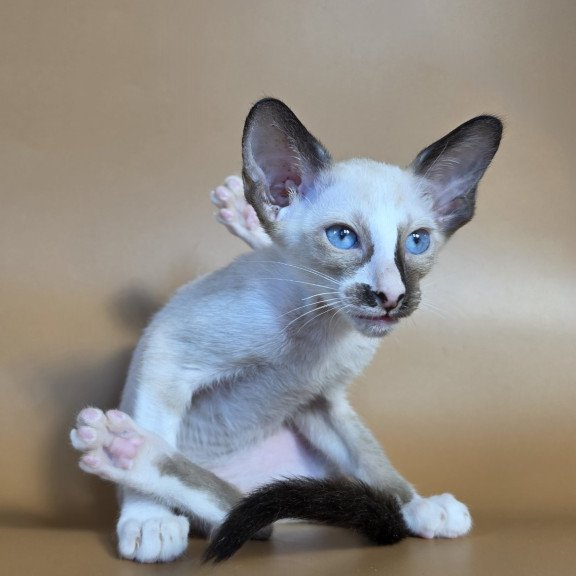 Siamese NOV Zelda