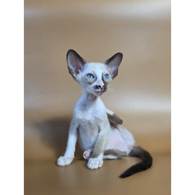 Siamese NOV Zelda