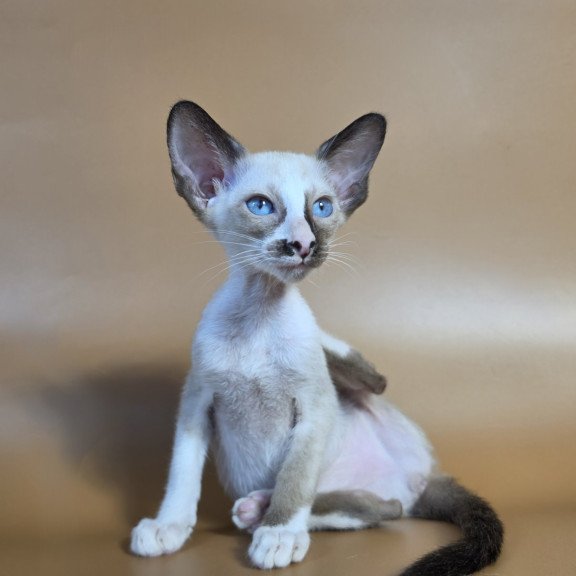 Siamese NOV Zelda