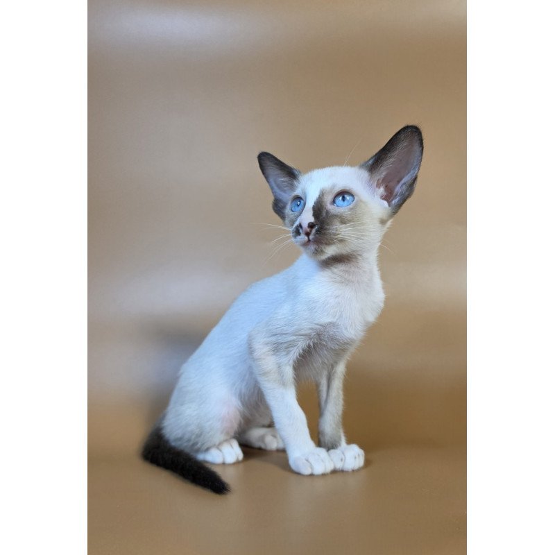 Siamese NOV Zelda
