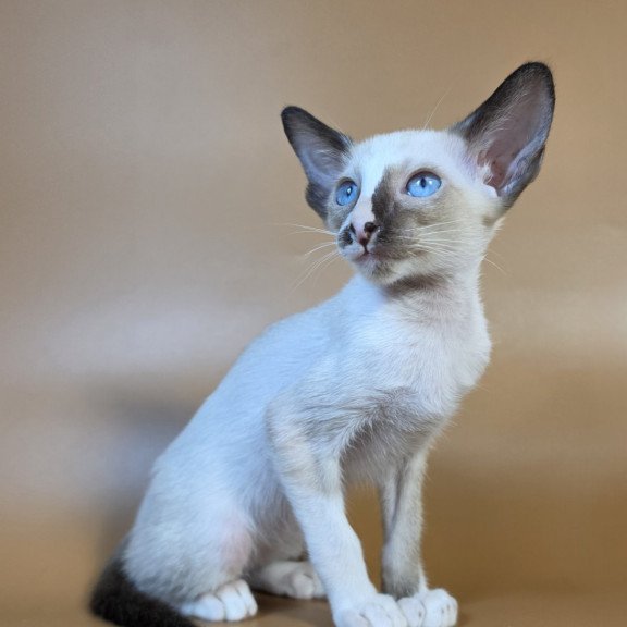 Siamese NOV Zelda