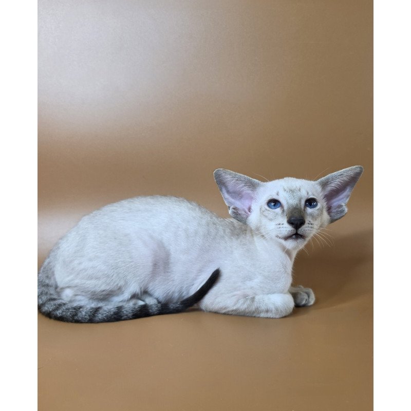 Siamese NOV Yarina