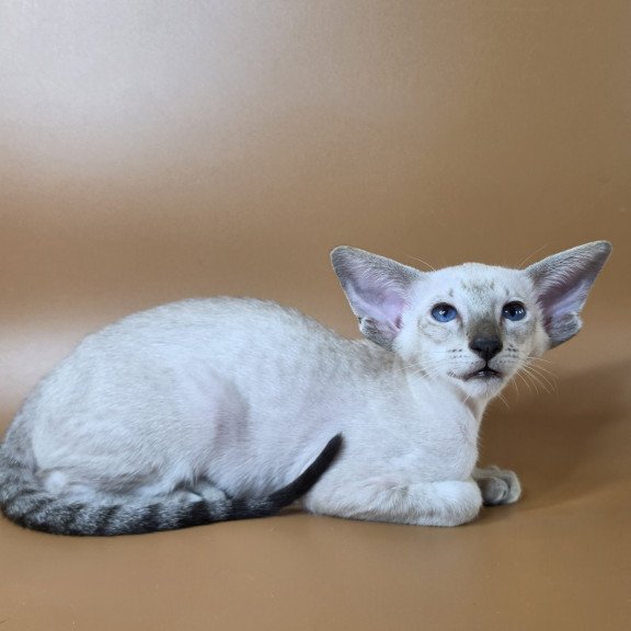 Siamese NOV Yarina