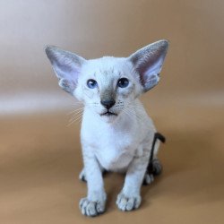 Siamese NOV Yarina