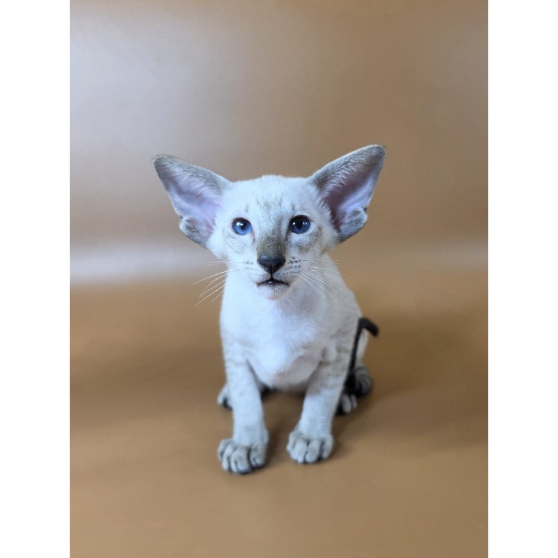 Siamese NOV Yarina