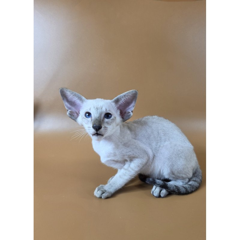 Siamese NOV Yarina