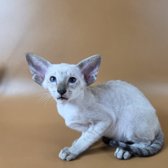 Siamese NOV Yarina