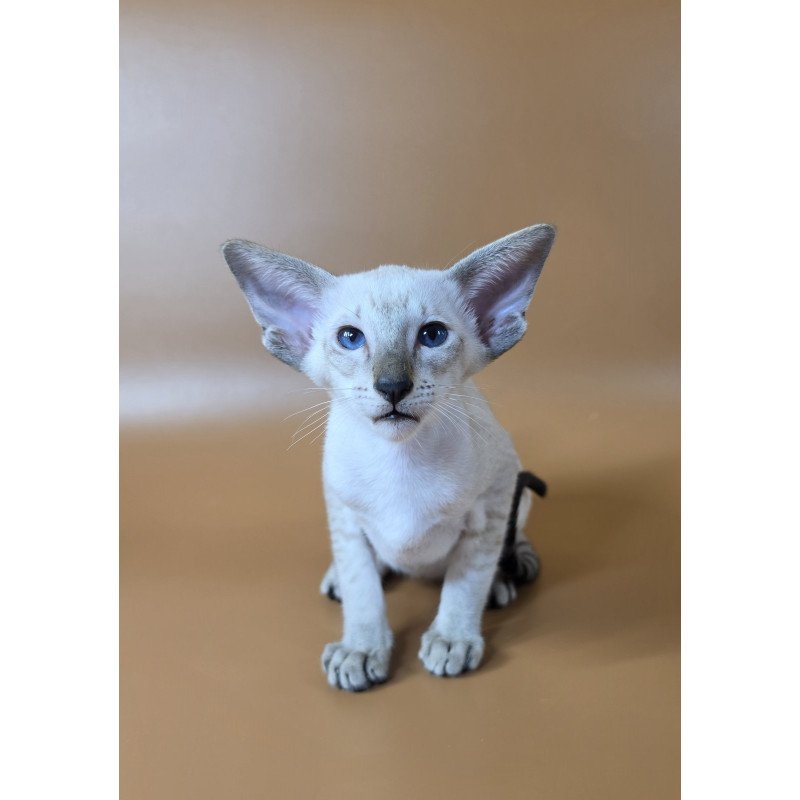 Siamese NOV Yarina