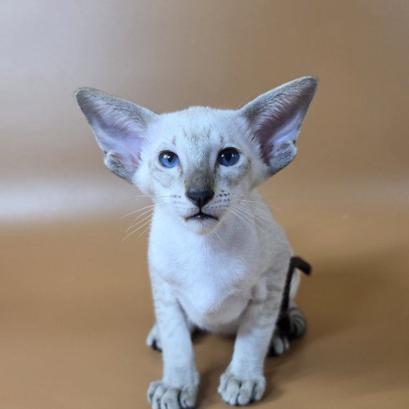 Siamese NOV Yarina