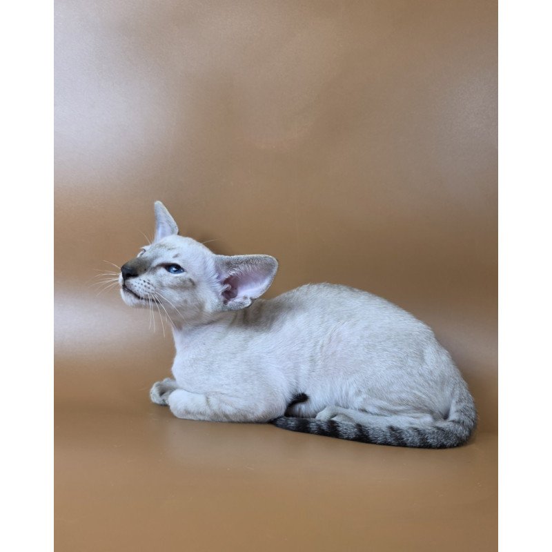 Siamese NOV Yarina