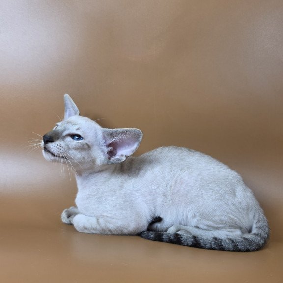 Siamese NOV Yarina