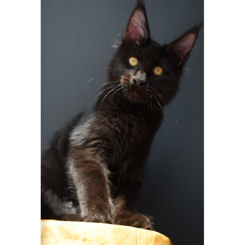 Maine Coon NOV Aristocrat