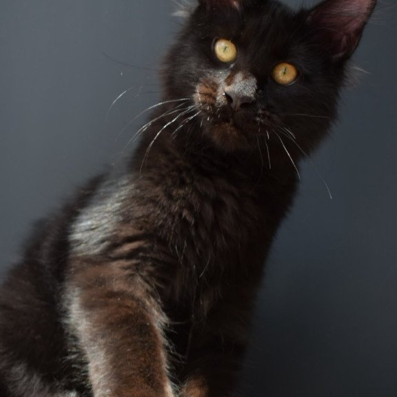 Maine Coon NOV Aristocrat